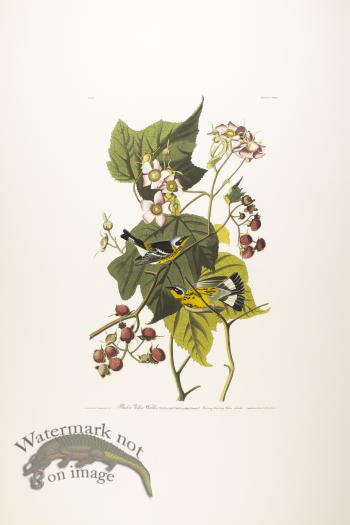 Black & Yellow Warbler